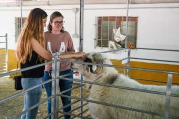 Más de 900 animales en la Feria de Ganado de Gran Canaria (Foto TA)